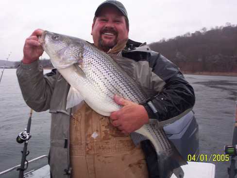 Nice Striped Bass