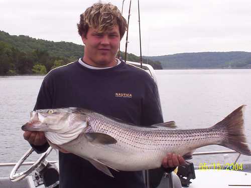 Nice Striped Bass