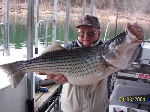 Nice Striped Bass