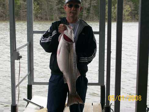 Nice Striped Bass