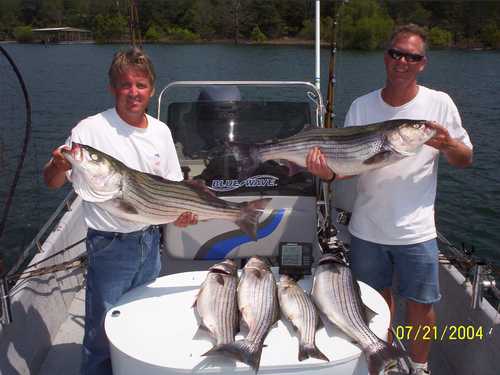 Nice Striped Bass