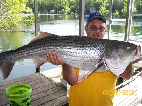 Nice Striped Bass