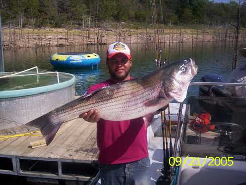 Nice Striped Bass