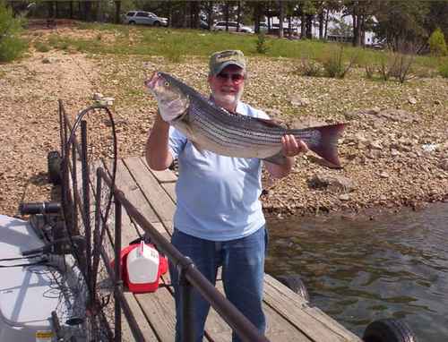 Nice Striped Bass