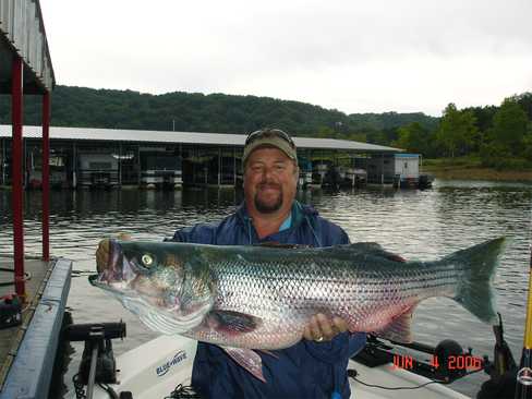 Now that is a Hog Striper