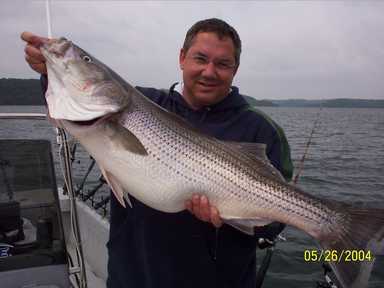 Nice Striped Bass