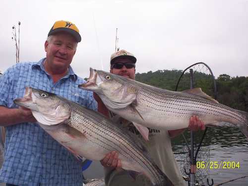 Nice Striped Bass