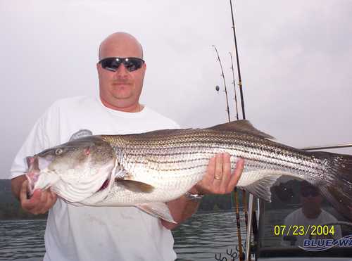 Nice Striped Bass