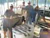 (07/17/2008) - Nice Striped Bass