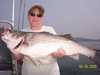 (06/25/2005) - Now that is a Hog Striper