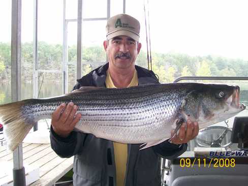 Nice Striped Bass