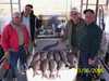 (03/06/2006) - Nice Striped Bass