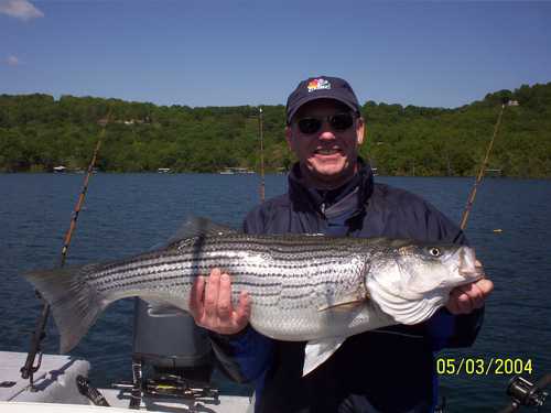 Nice Striped Bass