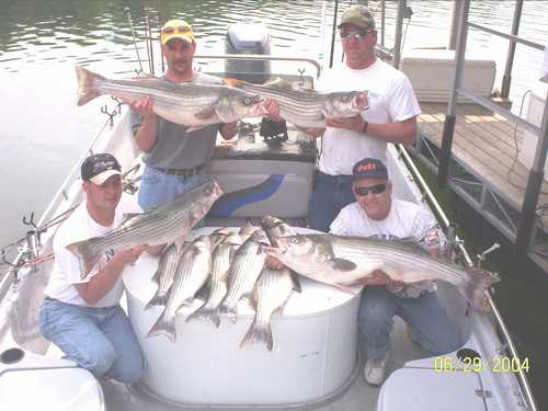 Limit of Striped Bass