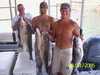 (08/31/2005) - Nice Striped Bass