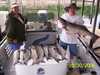 (05/30/2006) - Nice Striped Bass