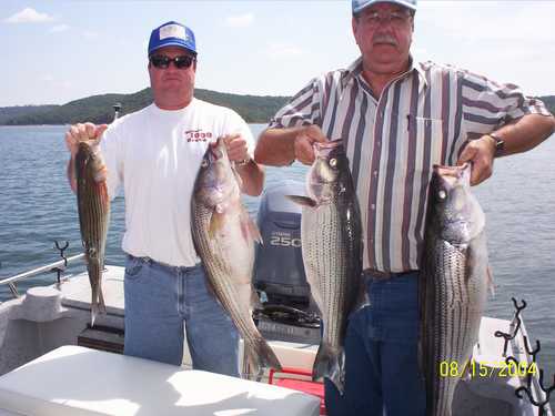 Nice Striped Bass