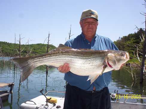 Nice Striped Bass