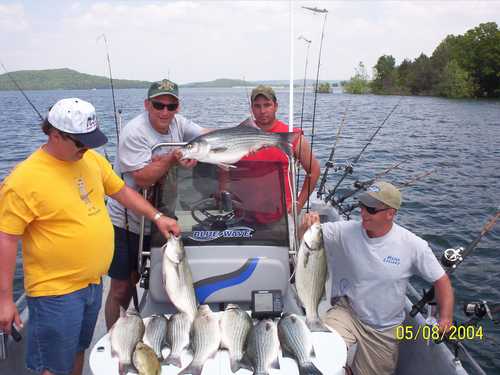 Nice Striped Bass