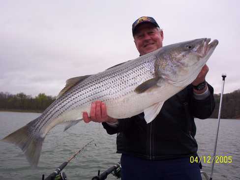 Nice Striped Bass