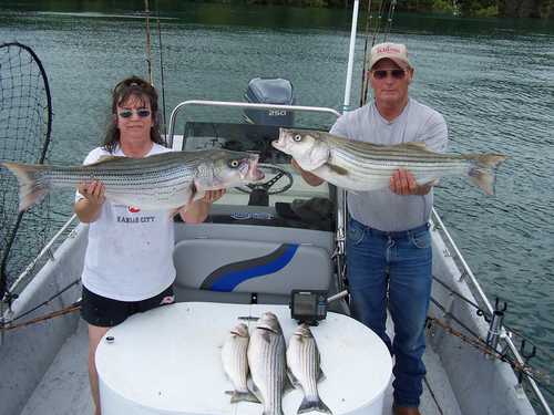 Nice mess of Stripers