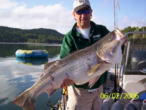 Nice Striped Bass