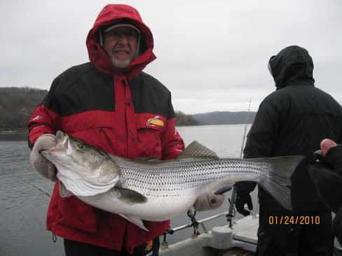 Nice Striped Bass