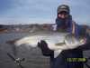 (12/27/2006) - Nice Striped Bass