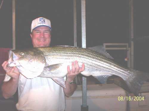 Nice Striped Bass