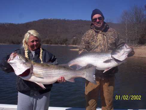 Nice Striped Bass