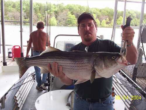 Excellent Striper Fishing