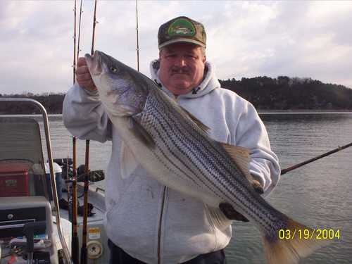 Nice Striped Bass