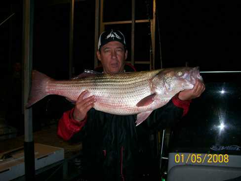 Nice Striped Bass