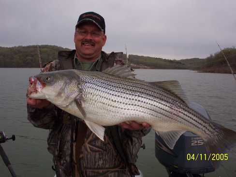 Nice Striped Bass