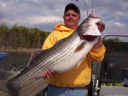 Nice Striped Bass