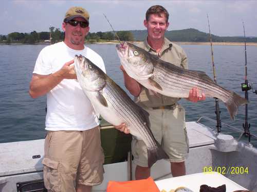 Nice Striped Bass