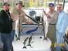 (10/07/2008) - Nice Striped Bass