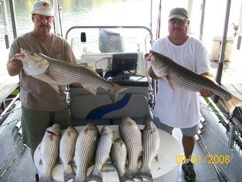 Nice Striped Bass