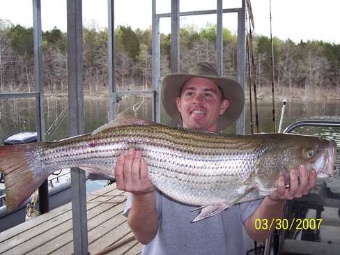 Nice Striped Bass