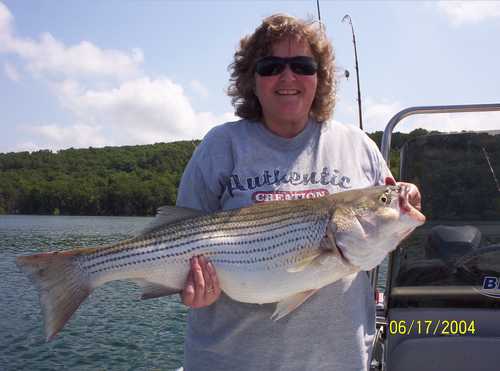 Nice Striped Bass