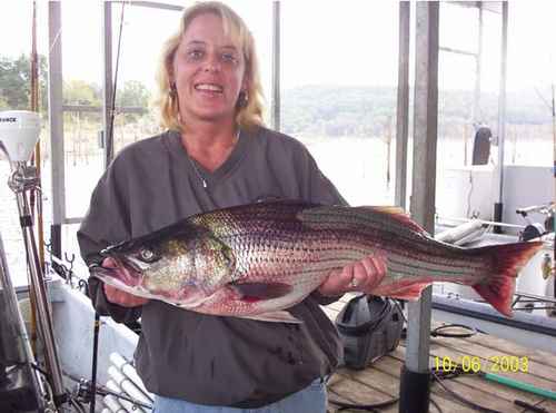 Excellent Striper Fishing