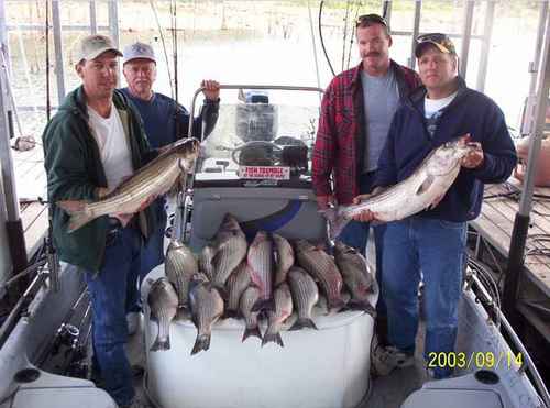 Limit of Striped Bass