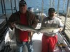 (11/08/2013) - Nice Striped Bass