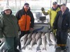 (11/22/2013) - Nice Striped Bass