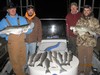 (11/30/2013) - Nice Striped Bass