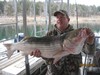 (12/01/2013) - Nice Striped Bass