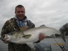 (12/19/2013) - Nice Striped Bass