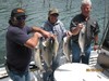 (05/25/2013) - Nice Striped Bass