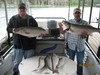 (06/06/2013) - Nice Striped Bass