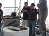 (06/07/2013) - Nice Striped Bass